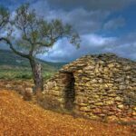 tirig