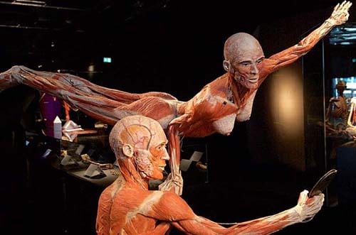 Bodies exposicion cuerpo humano Valencia