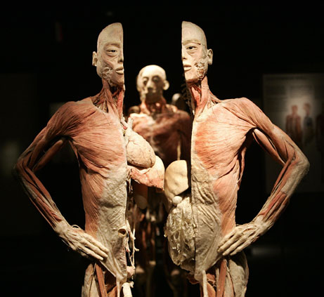 Bodies exposicion cuerpo humano Valencia