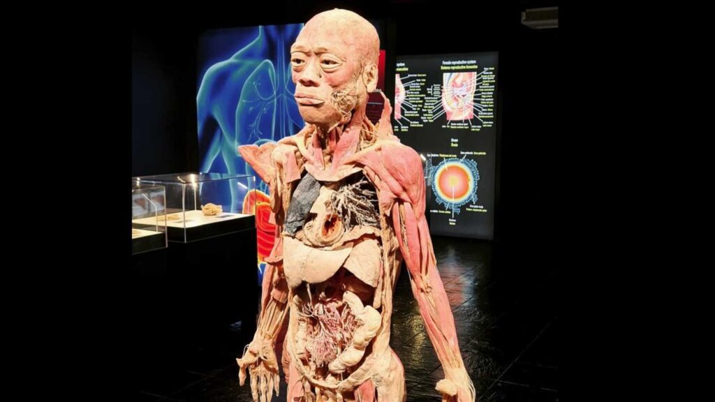 Bodies exposicion cuerpo humano Valencia