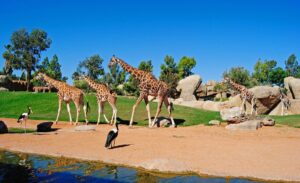 bioparc valencia cumple 15 años promociones