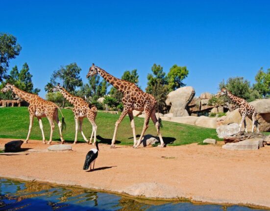 bioparc valencia cumple 15 años promociones