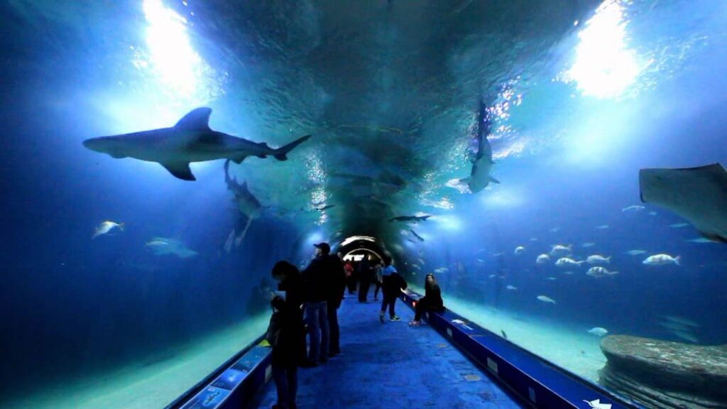Un Día en el Oceanogràfic de Valencia: El Acuario más Grande de Europa