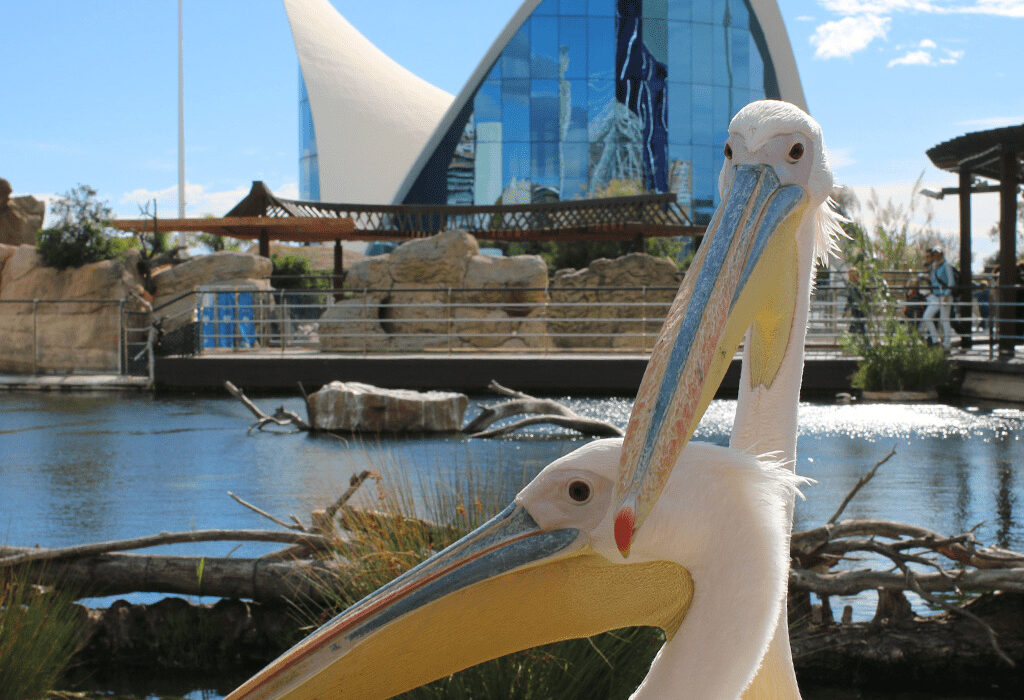 Un Día en el Oceanogràfic de Valencia: El Acuario más Grande de Europa