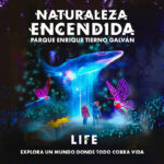 Naturaleza Encendida en Madrid: Una Experiencia Mágica Bajo las Estrellas