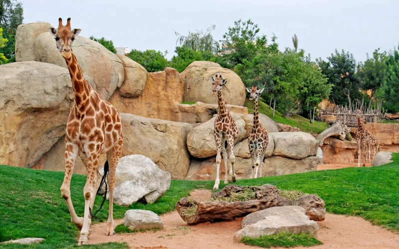 Entradas bioparc